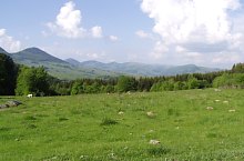 The Clearing with narcise of Negrileasa, Valea Negrilesii , Photo: Hám Péter