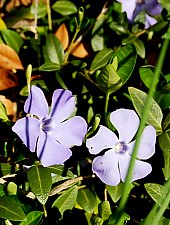 Jibou, Cripta Wesselényi, Foto: WR