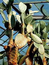 Jibou, Grădina botanică, Foto: WR