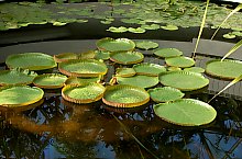 Jibou, Grădina botanică, Foto: WR