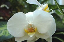 Jibou, Grădina botanică, Foto: WR