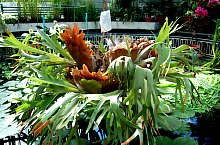 Jibou, Grădina botanică, Foto: WR