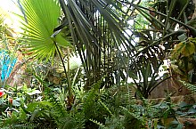 Jibou, Grădina botanică, Foto: WR