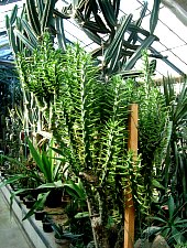 Jibou, Grădina botanică, Foto: WR
