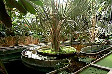 Jibou, Grădina botanică, Foto: WR