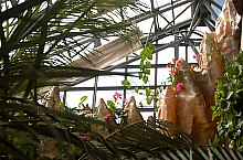 Jibou, Grădina botanică, Foto: WR