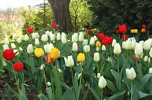Jibou, Grădina botanică, Foto: WR