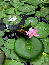 Jibou, Grădina botanică, Foto: Matei Domniţa