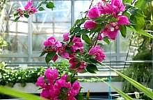 Jibou, Grădina botanică, Foto: WR